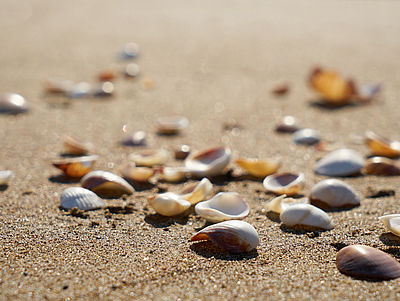 Muscheln auf Sand