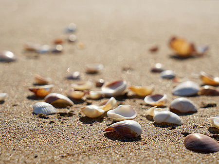 Muscheln auf Sand