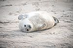 Ein Kegelrobbenbaby auf Helgoland. Die niedlichen Nachkommen von Deutschlands größtem Raubtier werden zwischen November und Januar auf der Hochseeinsel geboren. 