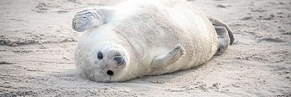 Ein Kegelrobbenbaby auf Helgoland. Die niedlichen Nachkommen von Deutschlands größtem Raubtier werden zwischen November und Januar auf der Hochseeinsel geboren.  - zum Artikel 'Tierisch wild in Schleswig-Holstein: Kegelrobben, Nandus und Vogelparadiese an Nord- und Ostsee'
