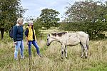 Wildpferd_im_Stiftungsland_Schaeferhaus__c__photocompany.jpg