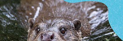 Cover Podcast ShoreTime - Der Küstenschnack mit einem schwimmenden Fischotter. Folge 40: Fischotter im Multimar Wattforum.  - zum Artikel 'Putzige Räuber: Fischotter sind Botschafter für den Nationalpark Schleswig-Holsteinisches Wattenmeer'