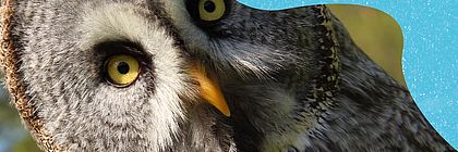  - zum Artikel 'Wildpark Eekholt: Die echt nordische Naturerlebnisstätte'