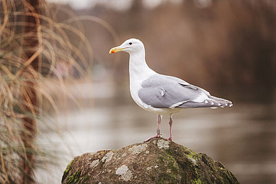 Möwe auf Felsen