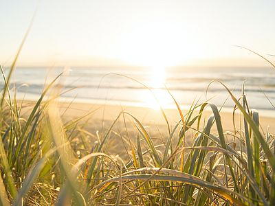Strandgras im warmen Licht der tief stehenden Sonne. Im Hintergrund erstrecken sich ein heller Sandstrand und das ruhige Meer bis zum Horizont.