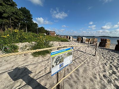 Strand mit Strandkörben, Infotafel zur Artenvielfalt im Dünenschutzbereich, Blick auf Meer und Hotel im Hintergrund bei sonnigem Wetter.