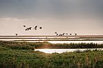VoegelUEberBHK__c_Nordseekueste_Nordfriesland____Markus_Rohrbacher.jpg
