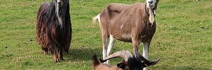 Ziegen auf einer grünen Wiese im Tierpark Arche Warder - zum Artikel ' Neue Unterkünfte, Freizeitangebote und Restaurants zwischen den Küsten Schleswig-Holsteins'