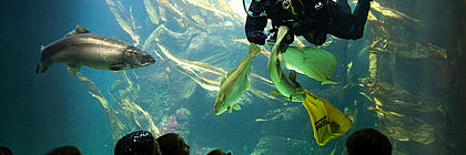 Ein Taucher füttert die Fischschwärme im Großaquarium in der Unterwasserwelt des Multimar Wattforum. Kinder beobachten dieses durch die Scheibe des Aquariums. - zum Artikel 'Tierische Begegnungen im echten Norden'