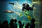 Ein Taucher füttert die Fischschwärme im Großaquarium in der Unterwasserwelt des Multimar Wattforum. Kinder beobachten dieses durch die Scheibe des Aquariums.