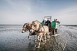 Wattenkutscher__c__Nordseekueste_Nordfriesland_Markus_Rohrbacher.jpg