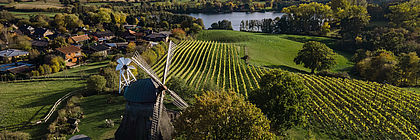Weinberge in der Holsteinischen Schweiz. Im Vordergrund die Grebiner Mühle. - zum Artikel 'Feine Tropfen aus Schleswig-Holstein'