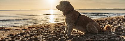 Ein Hund sitzt am Ostsee-Strand, während über dem Wasser due Sonne aufgeht. - zum Artikel 'Urlaub auf vier Pfoten in Schleswig-Holstein'