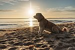 Ein Hund sitzt am Ostsee-Strand, während über dem Wasser due Sonne aufgeht.