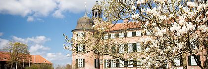 Eine Magnolie zeigt ihre Blütenpracht im Frühling vor dem Eutiner Schloss. - zum Artikel 'Frühlingserwachen in Schleswig-Holstein'