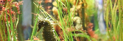 Ein Seepferdchen schwimmt aufrecht zwischen grünen Wasserpflanzen in einem Wasserbecken. - zum Artikel 'Naturraum Nordsee: Wattenmeer erleben zwischen  Ebbe, Flut und Tierwelt.'