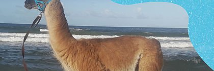 Cover ShoreTime - Der Küstenschnack mit einem Lama am Meer. Folge 35 über die Lama-Karawane.  - zum Artikel 'Entschleunigendes Naturerlebnis mit Flauschfaktor: Unterwegs mit der Lama-Karawane vom Bungsberg'
