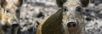 Zwei Frischlinge im Wildschweingehege in Kellenhusen - zum Artikel 'Frühling im Wald'