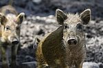Zwei Frischlinge im Wildschweingehege in Kellenhusen