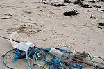 Auf der Nordseeinsel Föhr sammeln Einheimische und Gäste regelmäßig Müll am Strand.