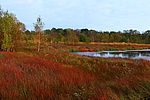 Panoramablick über das Naturschutzgebiet Himmelmoor westlich von Quickborn.