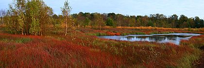 Panoramablick über das Naturschutzgebiet Himmelmoor westlich von Quickborn. - zum Artikel 'Faszination Moor'