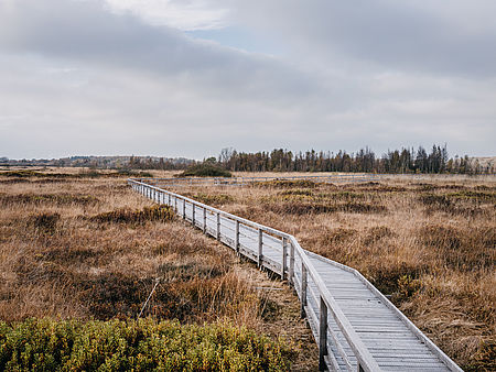 Ein Holzsteg führt durch eine herbstliche Landschaft.