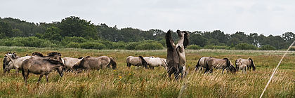 - zum Artikel 'Tierisch wild in Schleswig-Holstein: Zwischen blauen Fröschen, Vogelschwärmen und Wildpferden'
