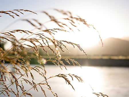 Strandhafer vor Wasser