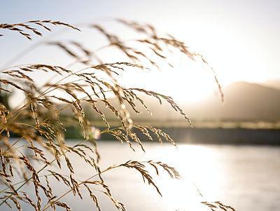 Strandhafer vor Wasser