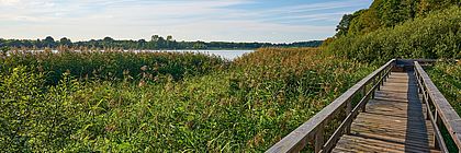 Ein Holzsteg führt durch die Landschaft im Selker Noor. Die Sonne scheint auf die grüne Natur und die Schlei.  - zum Artikel 'Beliebte Rundwanderwege in Schleswig-Holstein'
