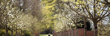 Eine junge Baumallee im Schlossgarten in Eutin. Es herrscht eine frühlingshafte Atmosphäre. - zum Artikel 'Frühlingserwachen in Schleswig-Holstein'