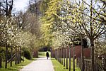 Eine junge Baumallee im Schlossgarten in Eutin. Es herrscht eine frühlingshafte Atmosphäre.
