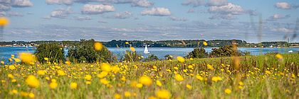 Auf einem Feld blüht der Raps. Segelboote fahren auf der Ostsee. Am Himmel ziehen Wolken vorüber. - zum Artikel 'Zur aktuellen Buchungslage in Schleswig-Holstein für den Zeitraum Himmelfahrt, Pfingsten und Sommer 2026'