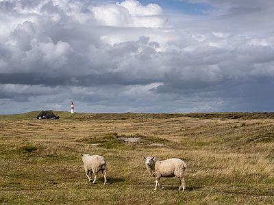 Zwei Schafe stehen in einer weiten, grasbewachsenen Dünenlandschaft. Im Hintergrund befinden sich ein kleines Haus und ein rot-weiß gestreifter Leuchtturm. Darüber erstreckt sich ein Himmel mit großen, dunklen Wolken.