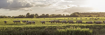Schafherde am alten Hafen von Haseldorf, die September-Sonne steht schon tief und die Tiere werfen lange Schatten - zum Artikel 'Schleswig-Holstein-Tourismus verzeichnet guten Start in die Nebensaison'